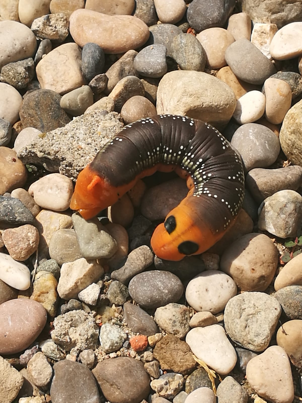 bruco di Daphnis nerii (Sphingidae)